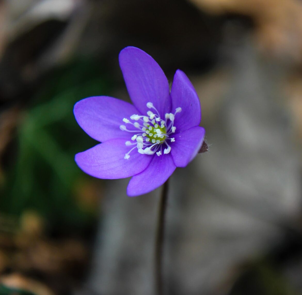 The beauty of a flower