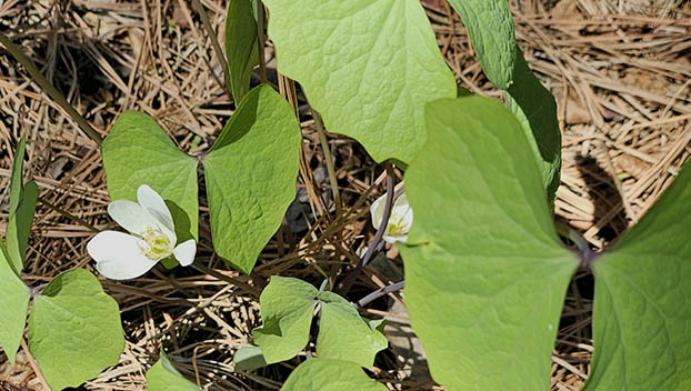 Through The Garden Gate: The Year in Review Through The Garden Gate: The Year in Review