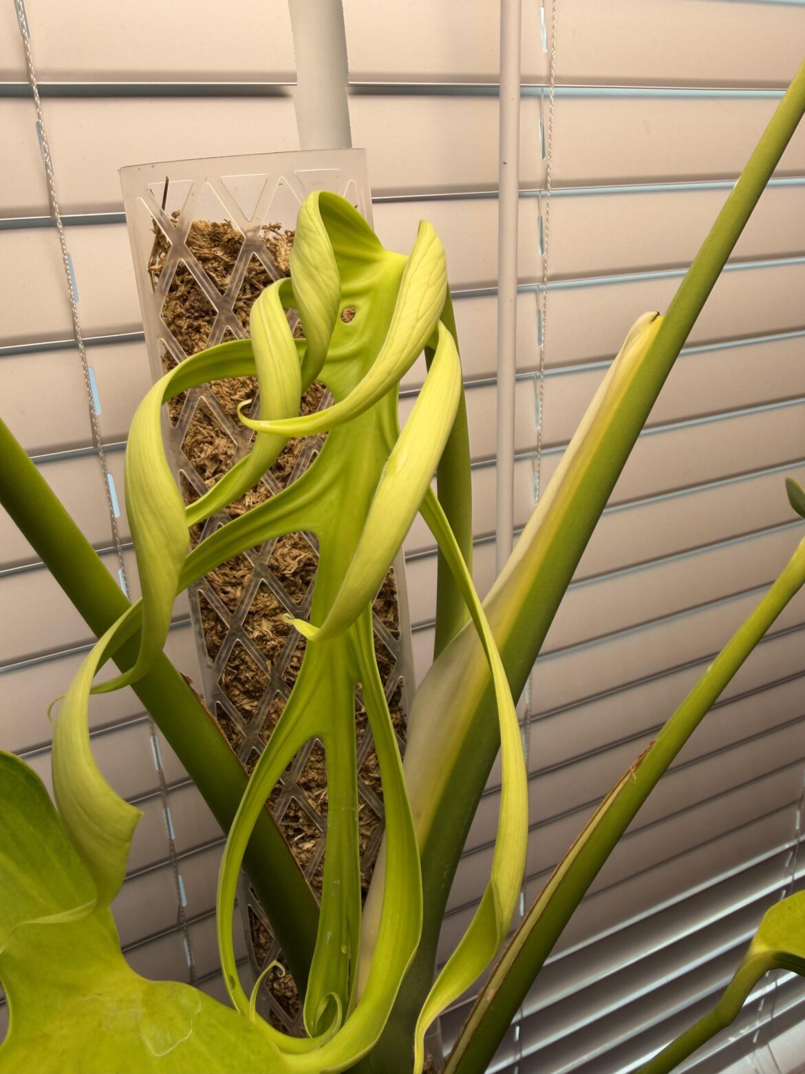 Inner fenestrations on my BMF!