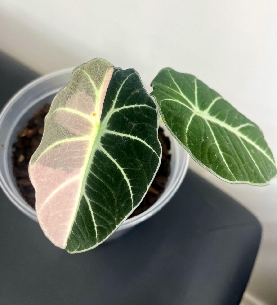 Do you think it is a sport variation?