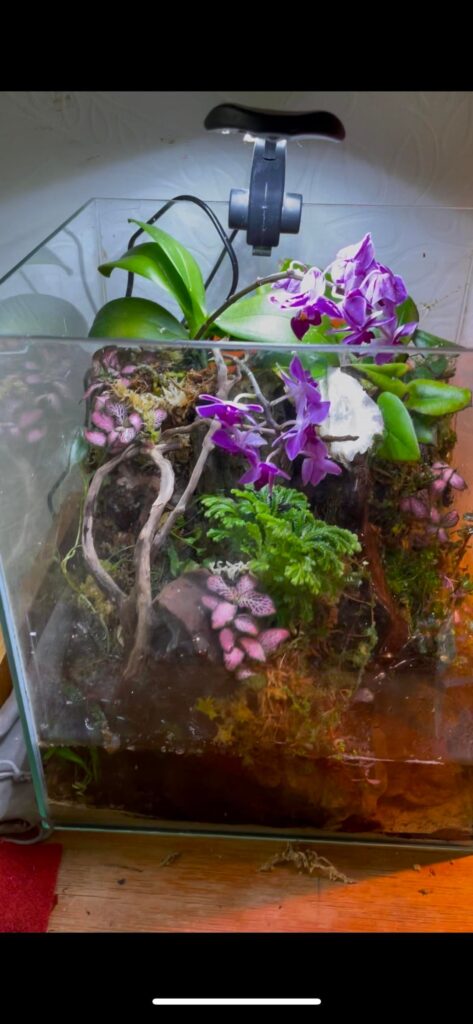 First attempt at a paludarium