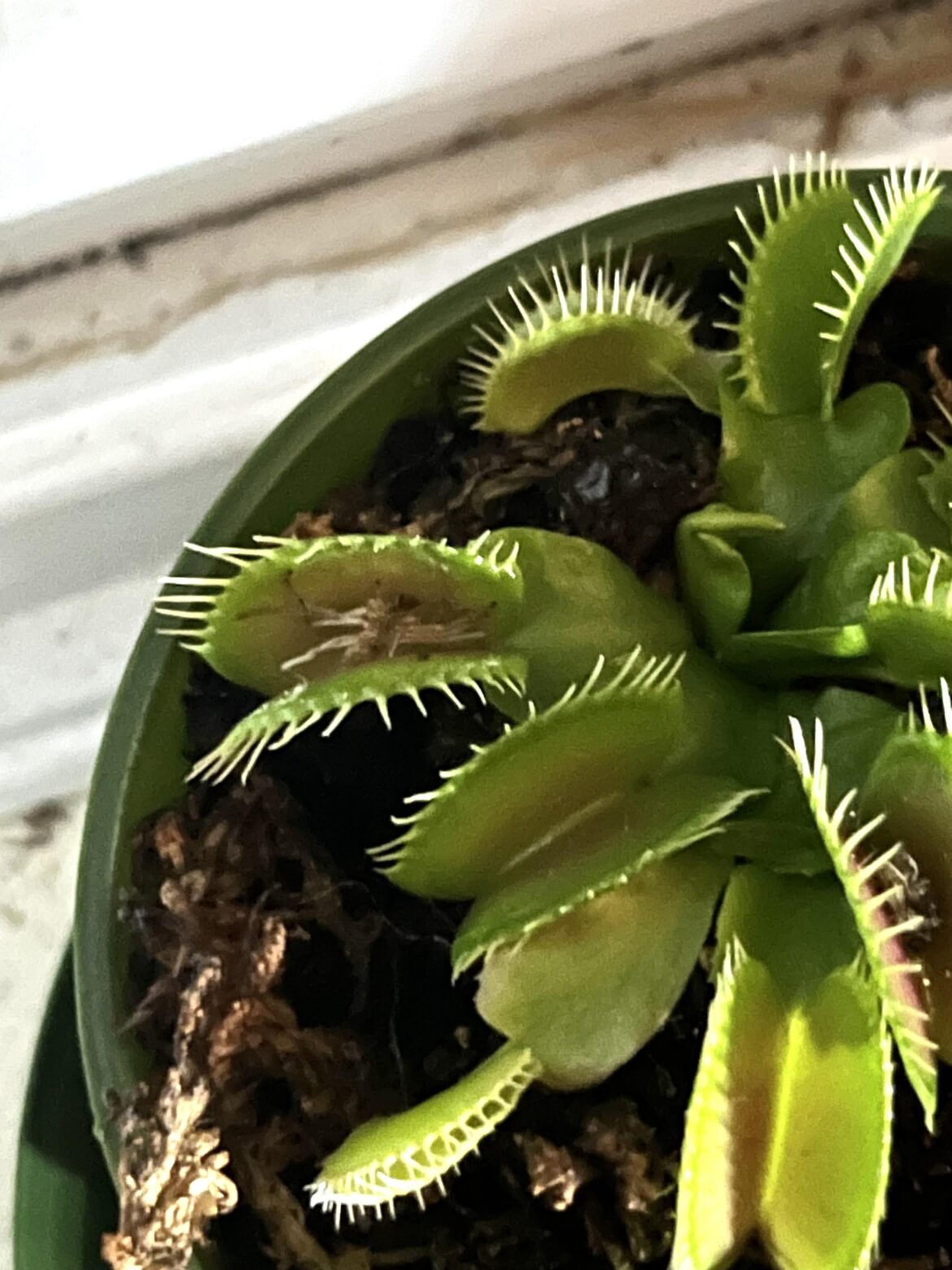 Finally got to see what she’s been snacking on Finally got to see what she’s been snacking on