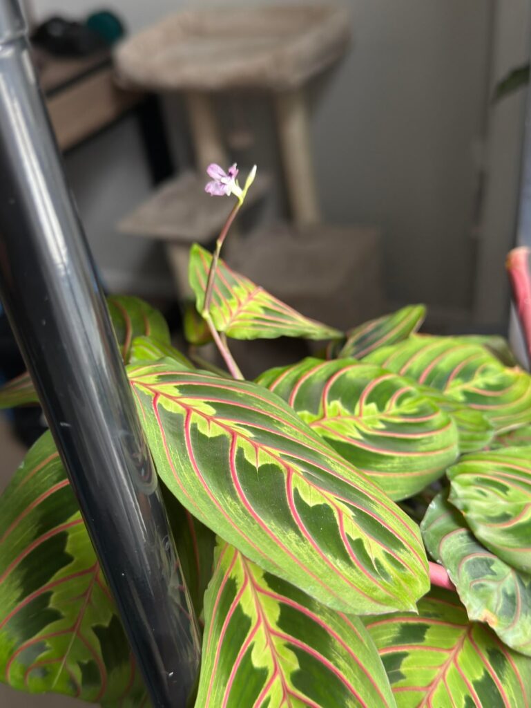 i got my maranta to flower in my college apartment!! :) i got my maranta to flower in my college apartment!! :)