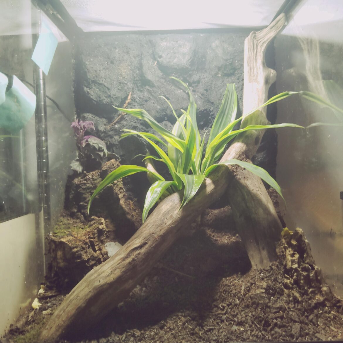 Need some tips on what to add to my vivarium