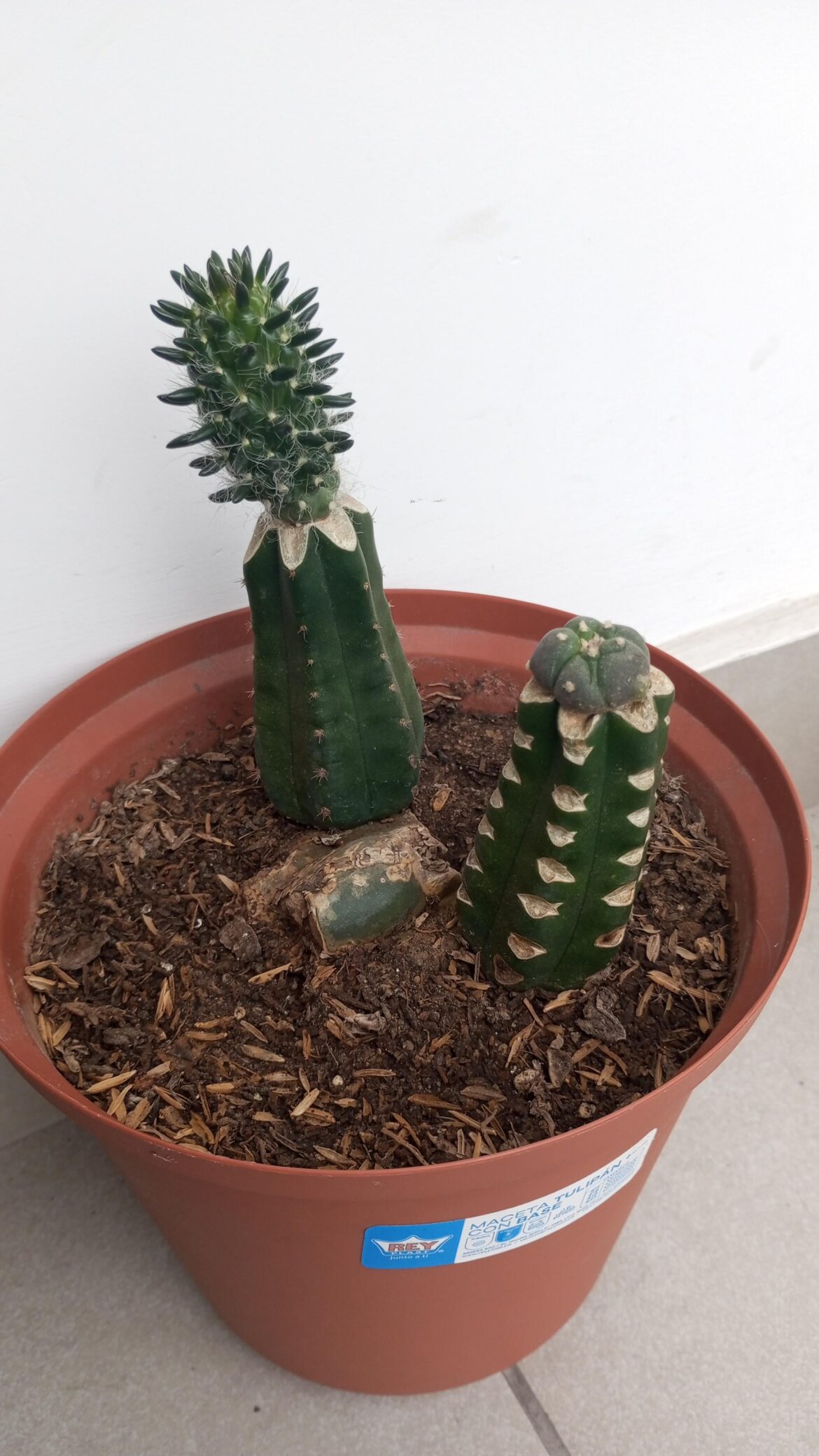 Couple of micro grafts