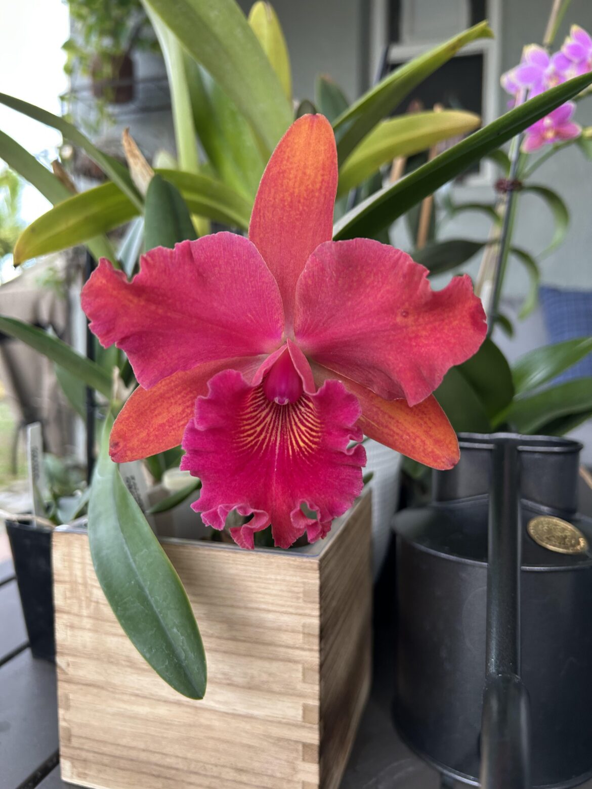 Rlc. Regal Red 'Paradise'