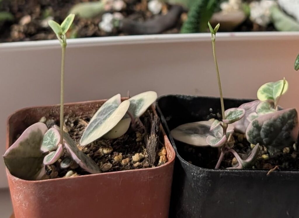 Etiolated? What else can I do to fix it?