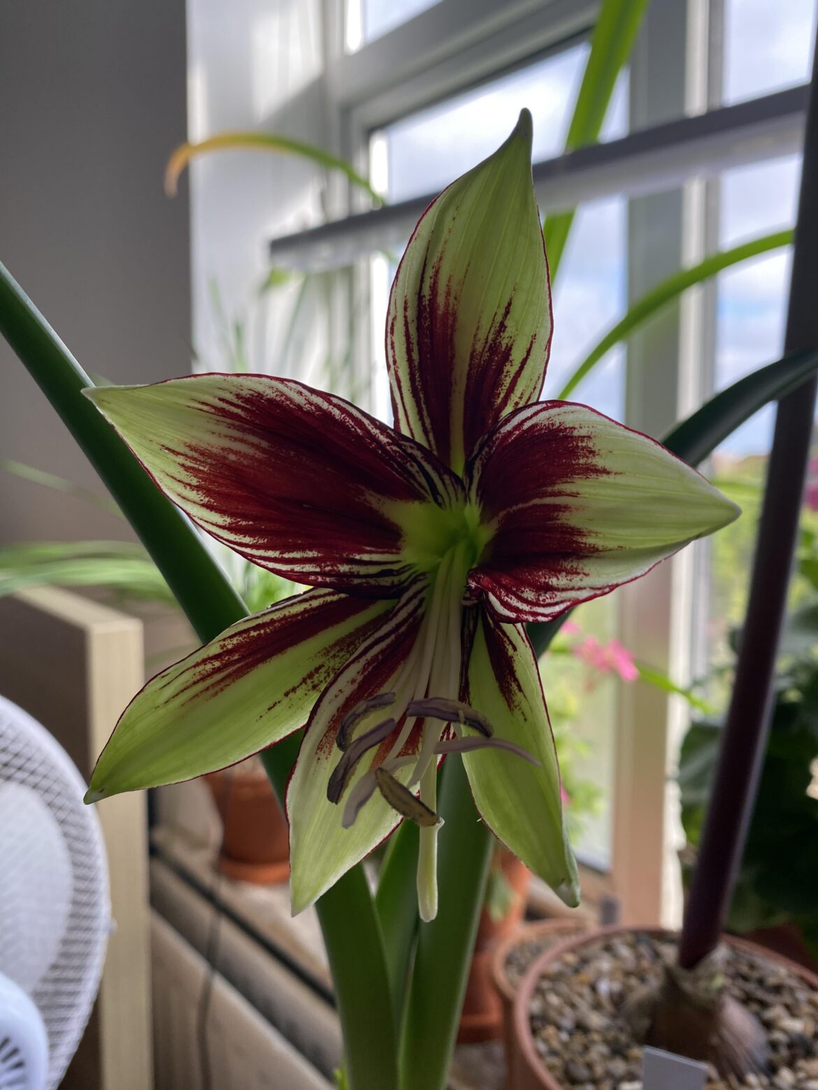 Hippeastrum Papilio bloom size? Hippeastrum Papilio bloom size?