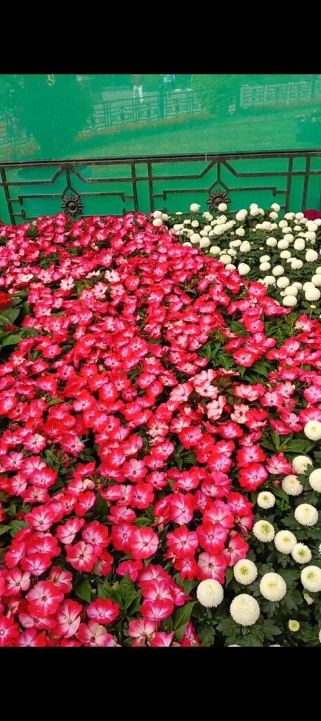 Beautiful impatiens !