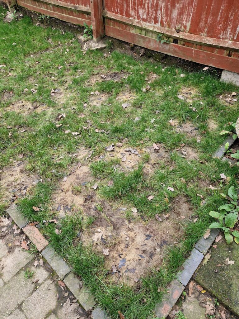 Buying grass seeds for my garden