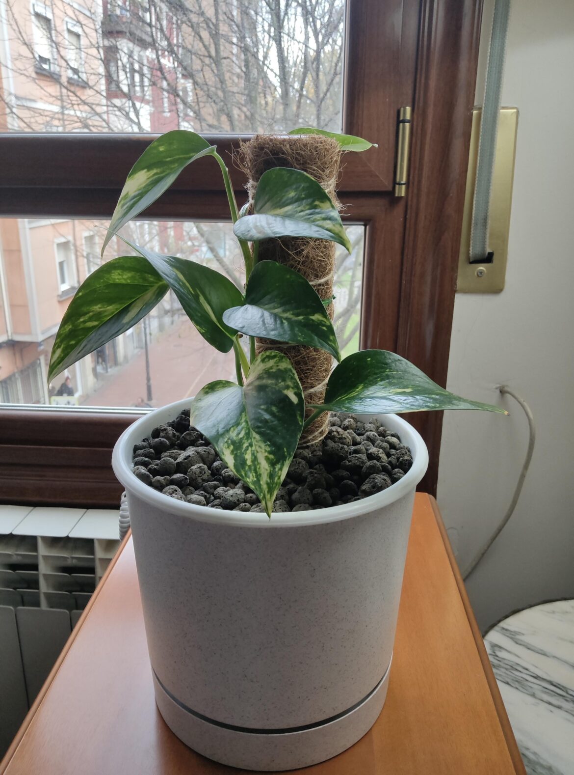 The prince....of the house🌿🌿😀😀😀