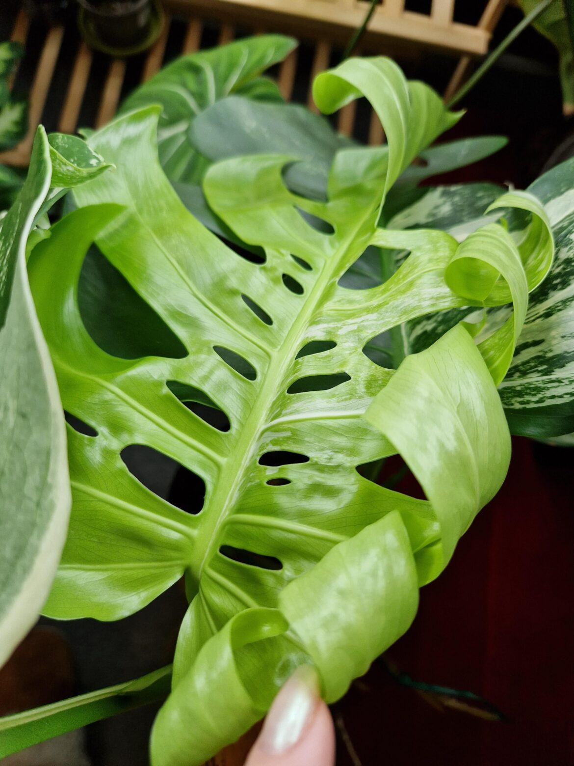 Newest leaf surprised me with the amount of inner fenestrations!