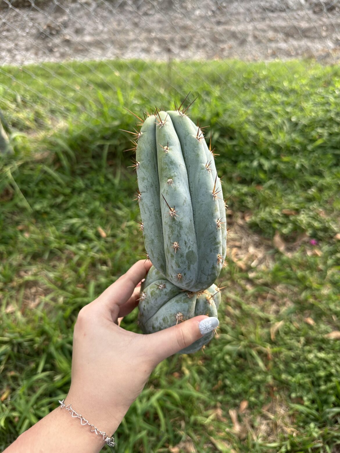 Newly acquired Sharxx Blue