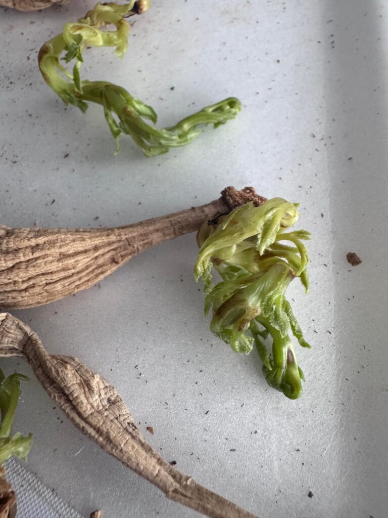 They just want to live!