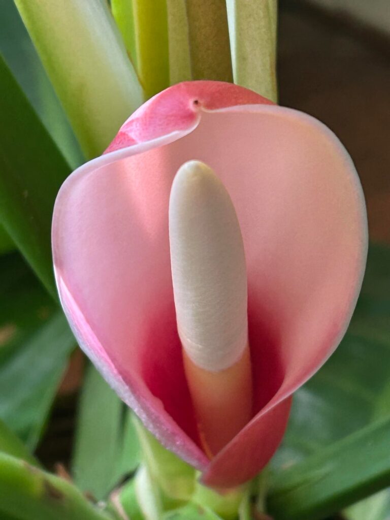 Philodendron is really happy