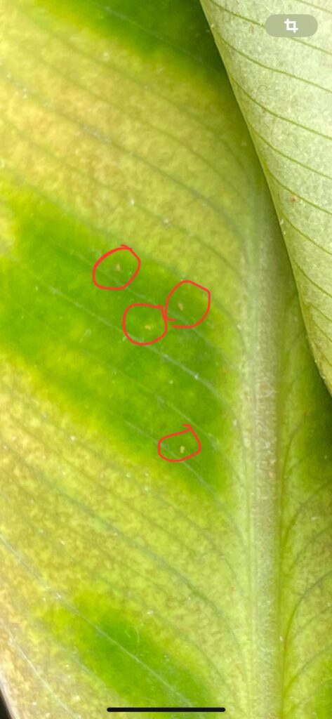 Really tiny, red stuff all over my calathea’s leaves Really tiny, red stuff all over my calathea's leaves