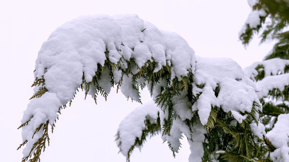 How to Remove Snow From Trees Safely: Expert Tips How to Remove Snow From Trees Safely: Expert Tips