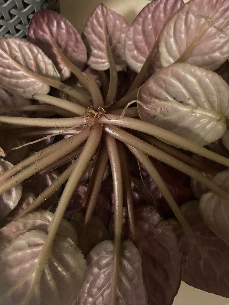 African Violet dropped