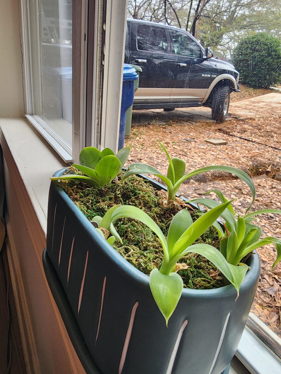 Got these little guys from a neglected poolside hotel planter