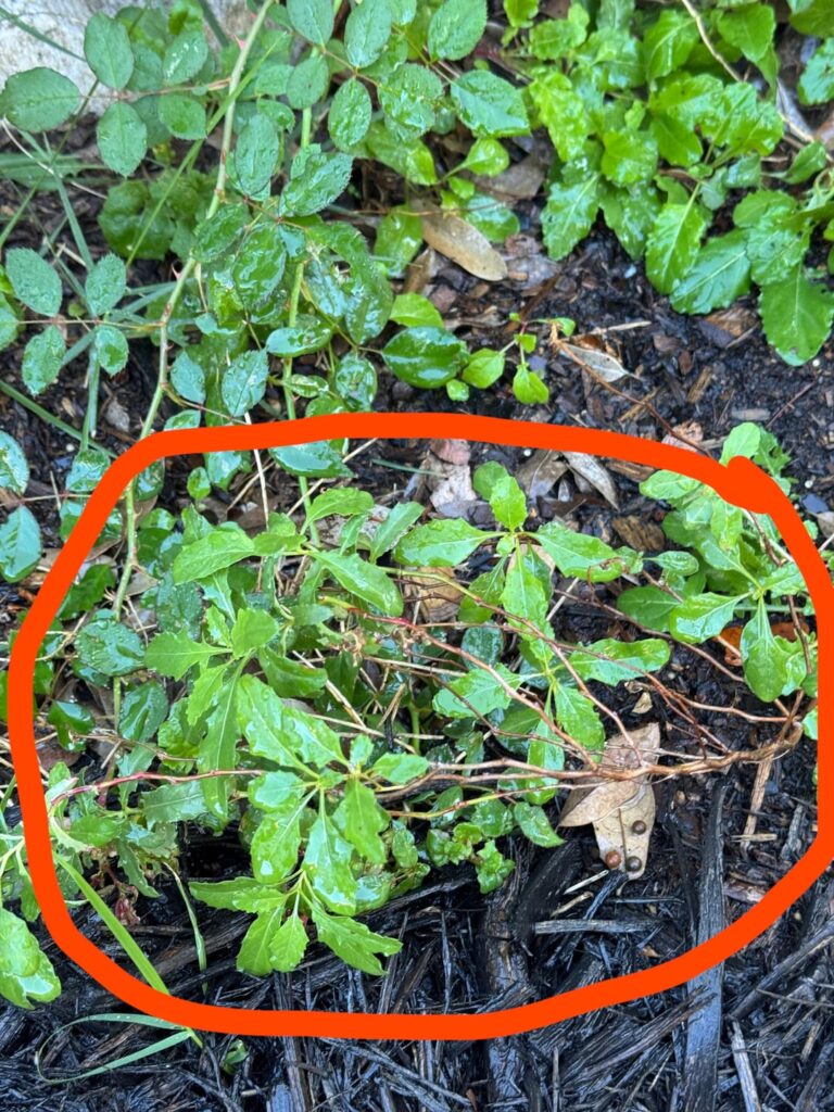 Does anyone know what these two plants are?