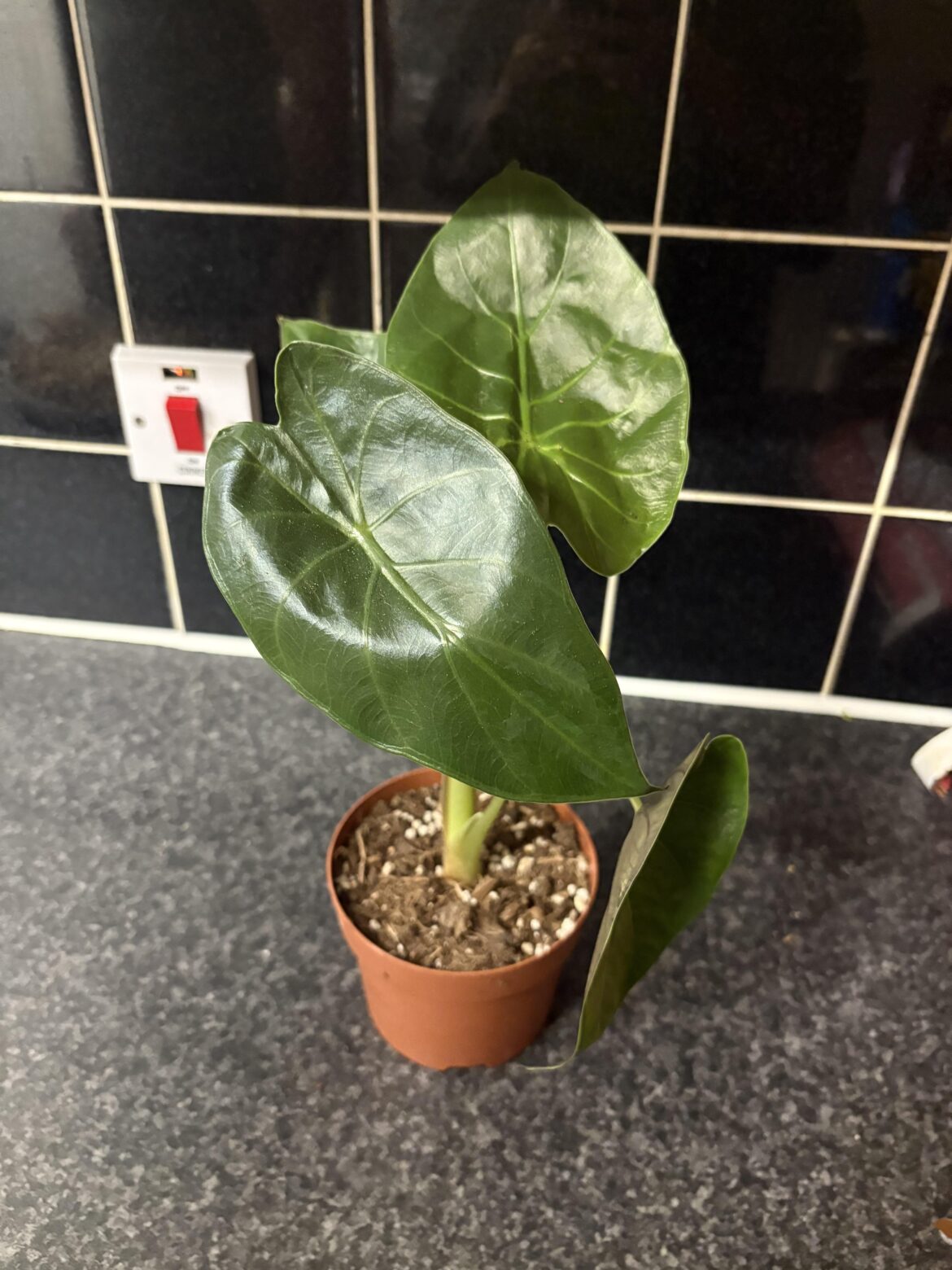 Supermarket Alocasia