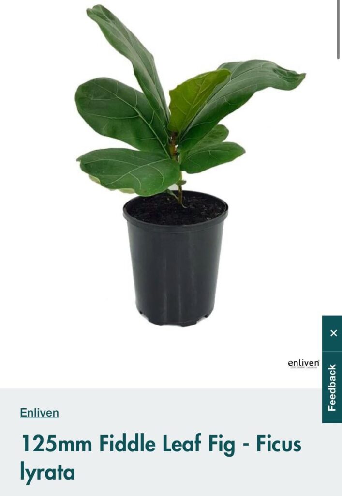 worth buying? plant parent advice needed