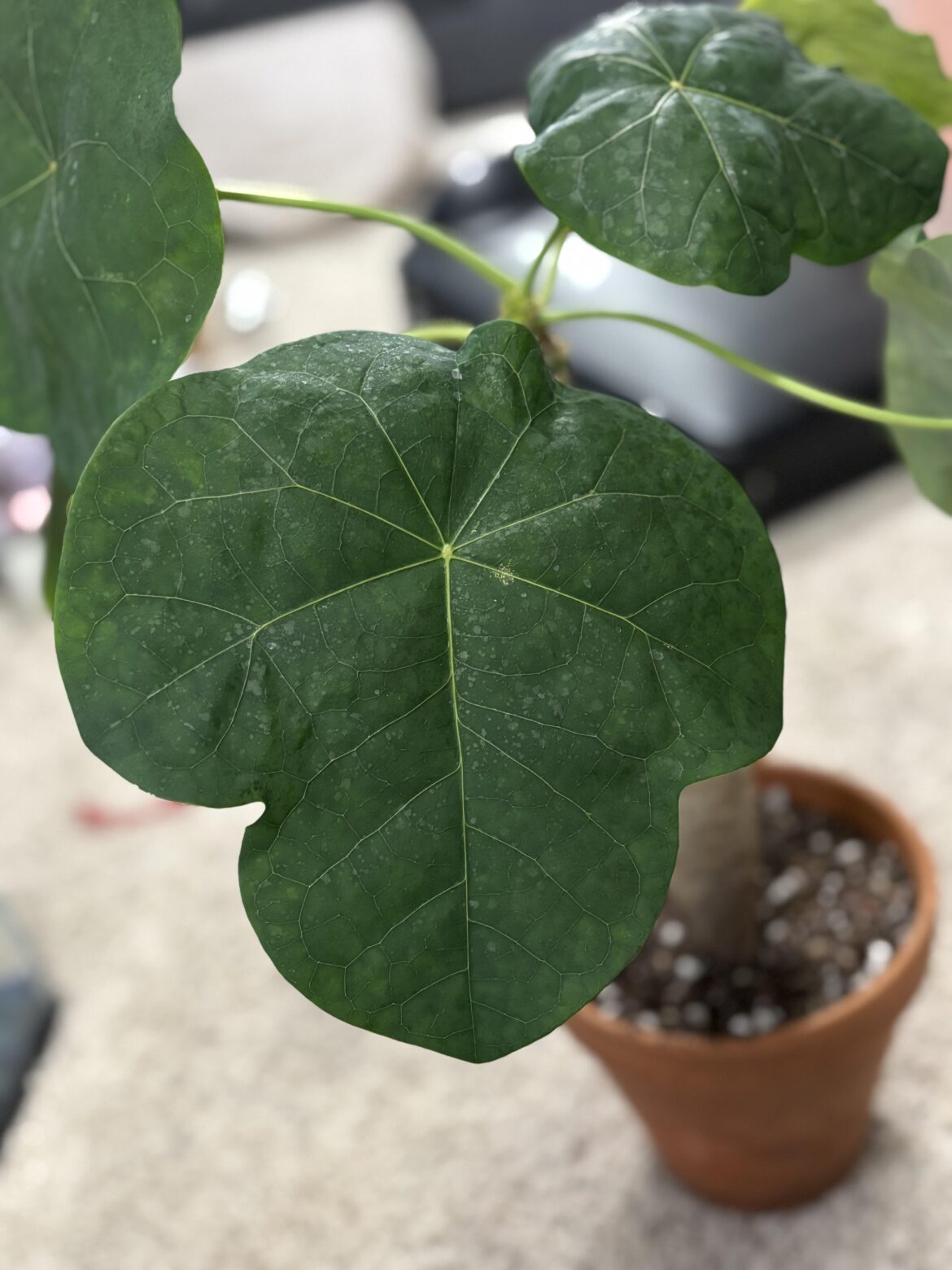 Jatropha ID help