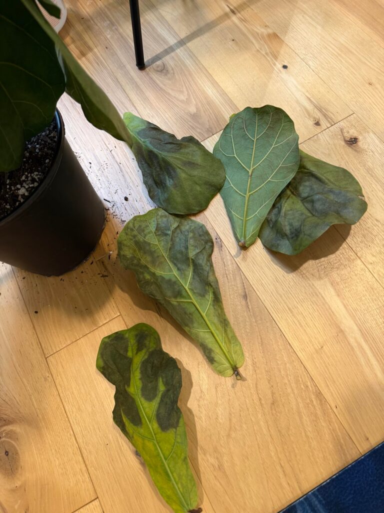 Troubleshooting winter leaf drops