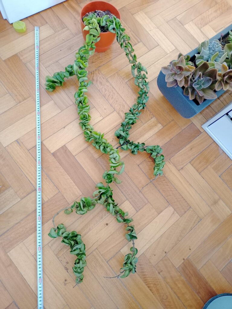 4 year growth of my recurvata: 1 m (3.3 ft)