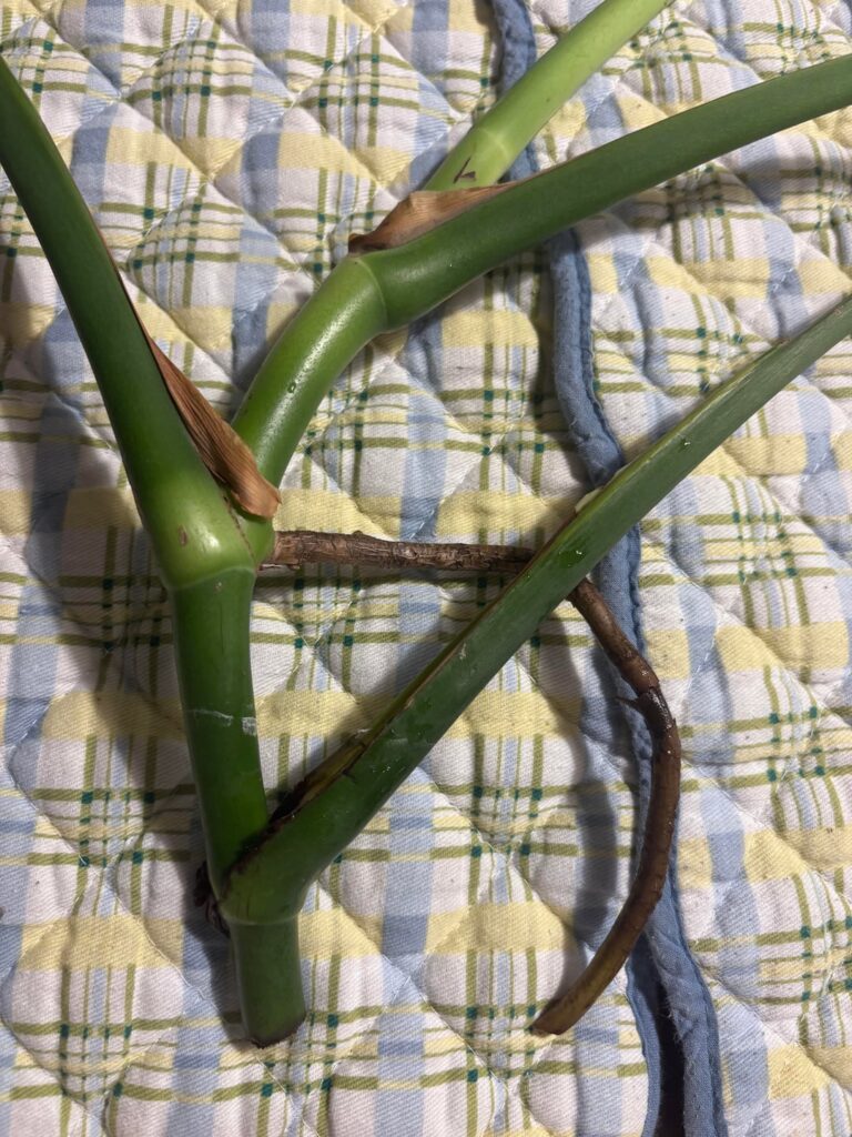 Monstera prop help!!