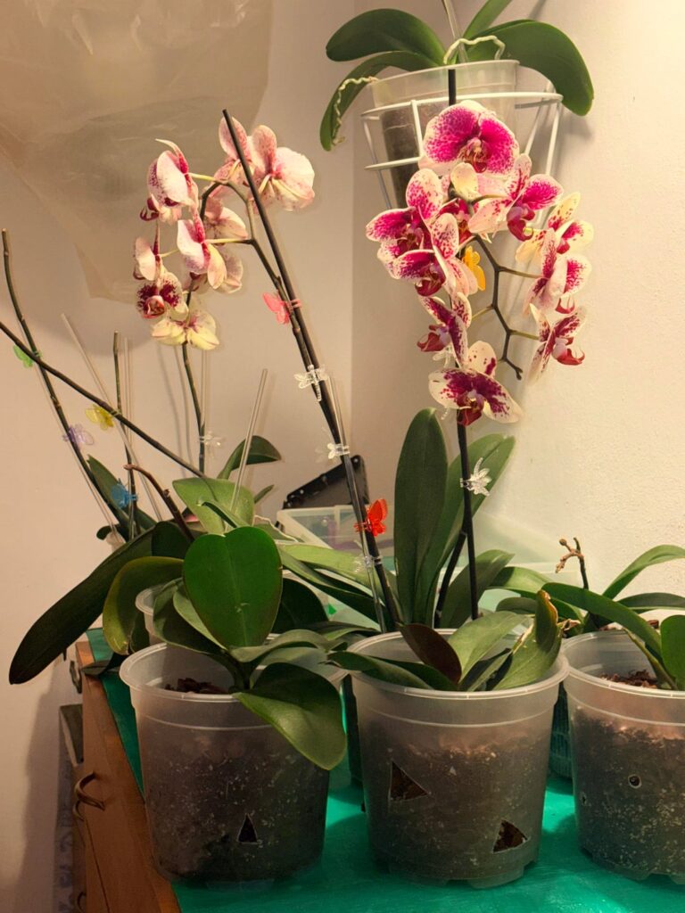 My bloomers and spikers