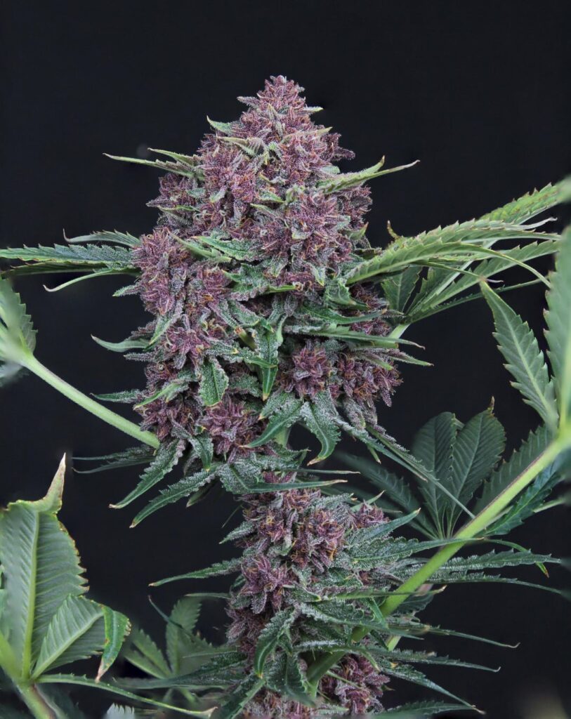 CatDad Collections: Conan Kush F2 Day 71