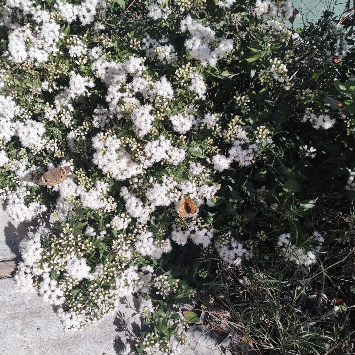 Shrubby boneset just buzzing with pollinators