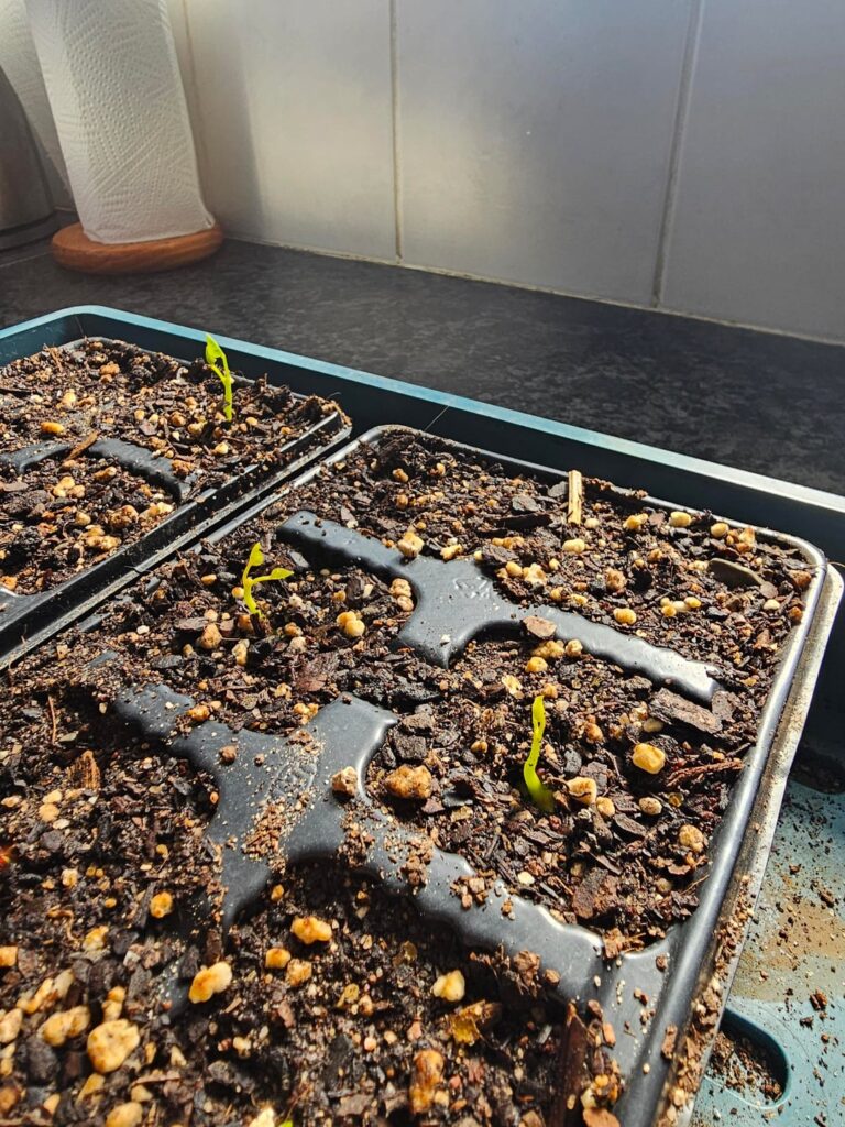 First signs of life!