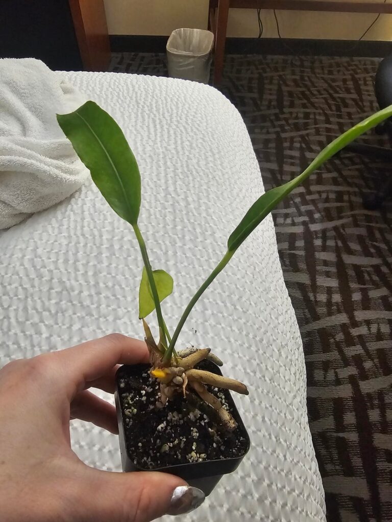 First time Anthurium owner