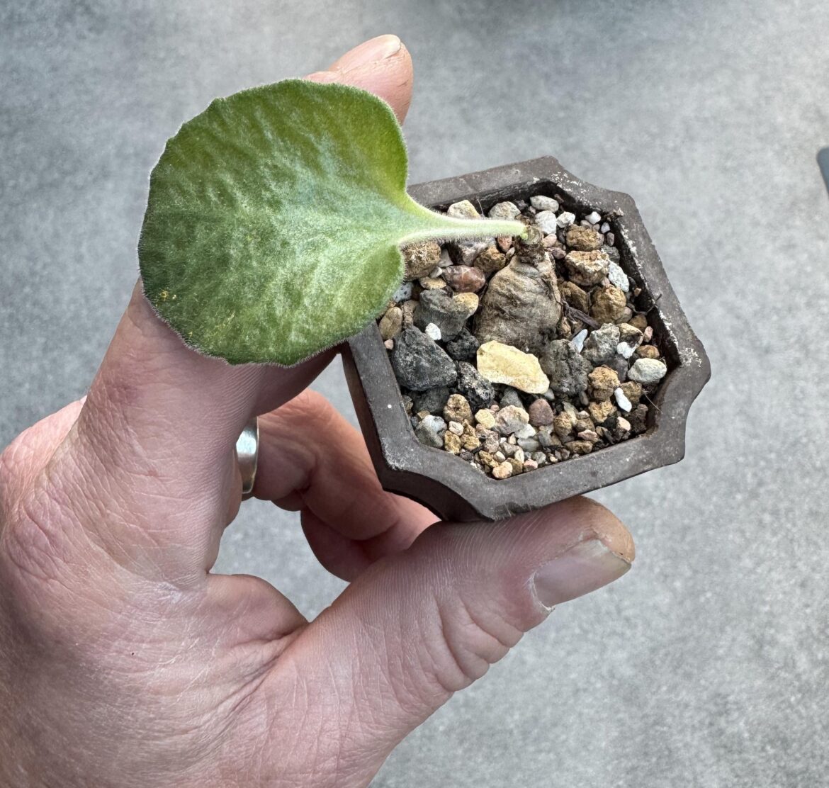 My smallest, tylecodon sungularis