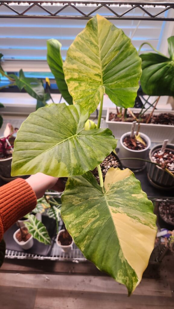 Wanted to share my 1 week tissue culture progress with planty people that wpuld appreciate it!