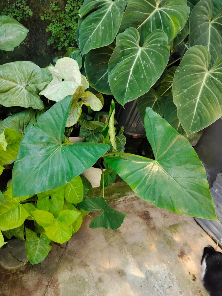 Graveyard keeper called it ugly, I called it mine. ID help for this glossy aroid from West Java, Indonesia?