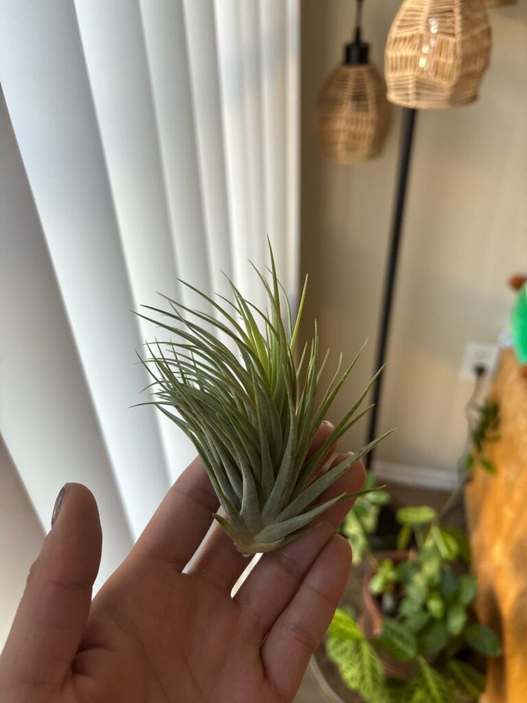 Is this 'Big Boy' or 'Fat Boy'?