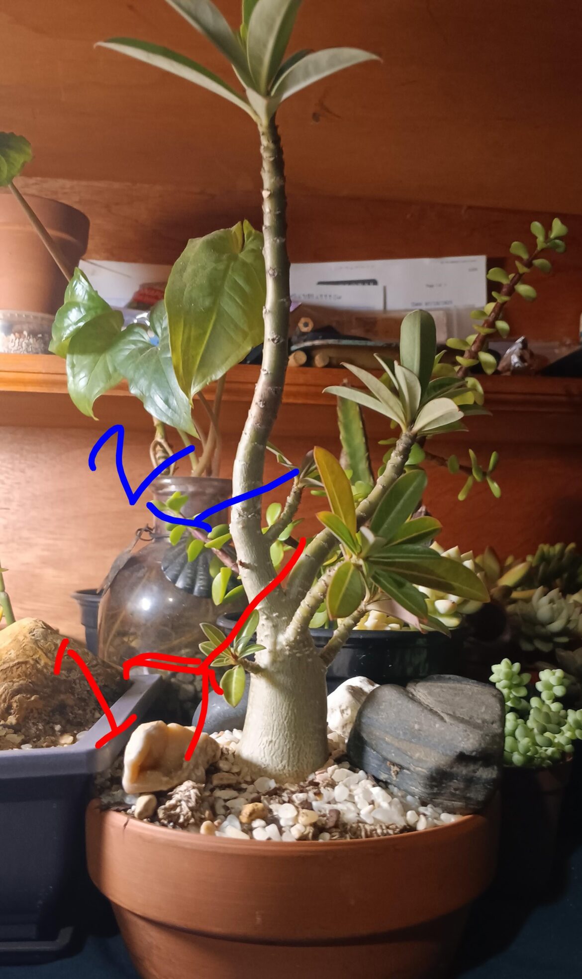 Help in trimming please.