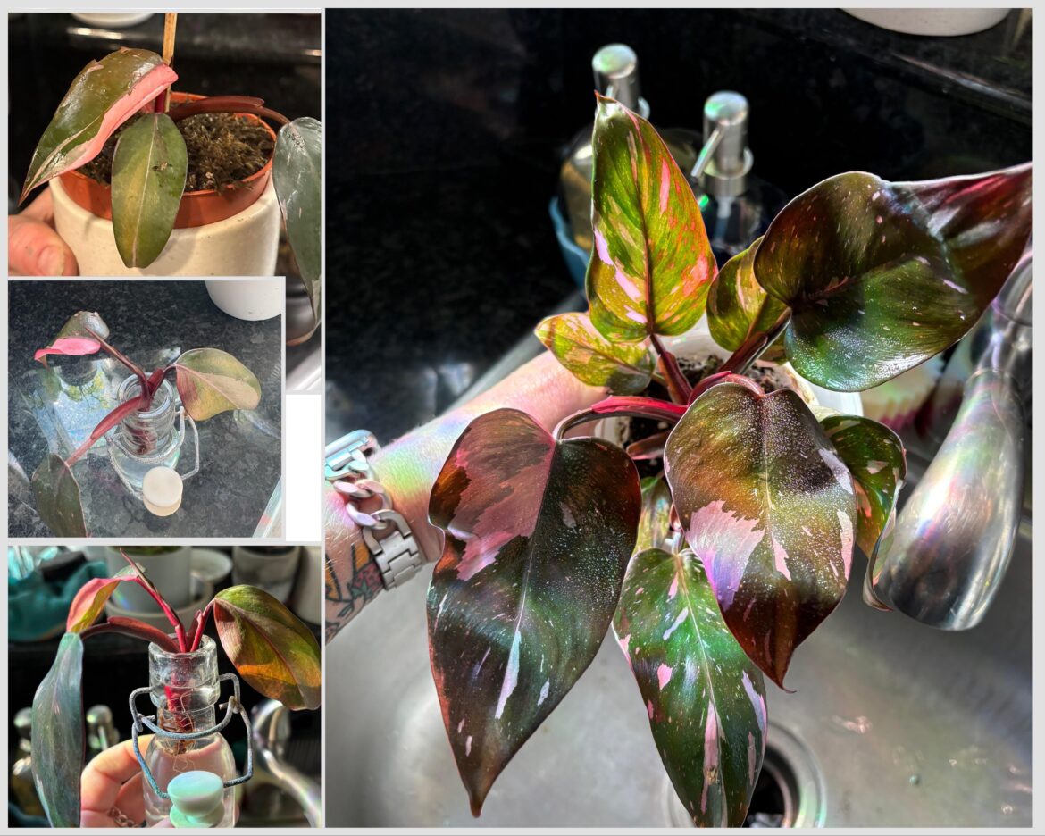 What you get from an Etsy seller (left) vs a person who knows what they’re doing and loves doing it (right)