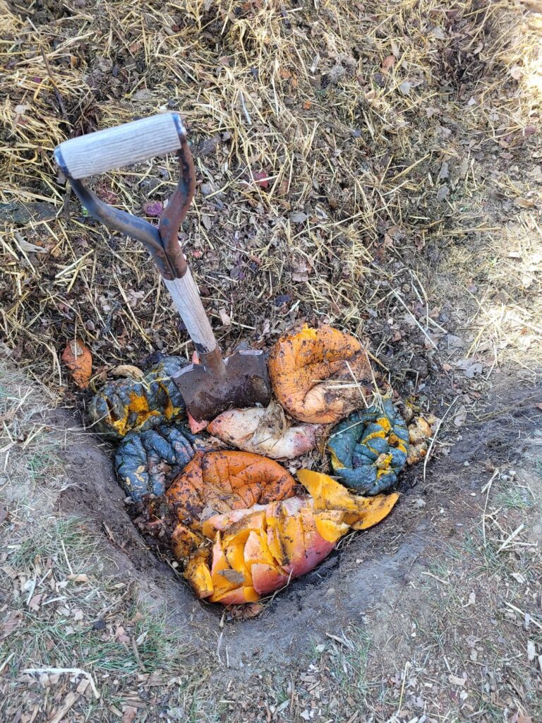 adding another bunch of rotting pumpkin guts