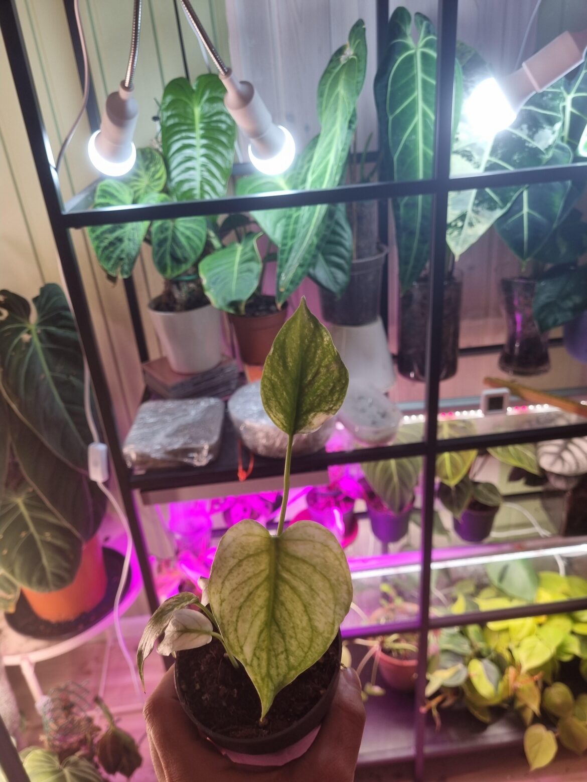 Tips for my new white monster (monstera) ?