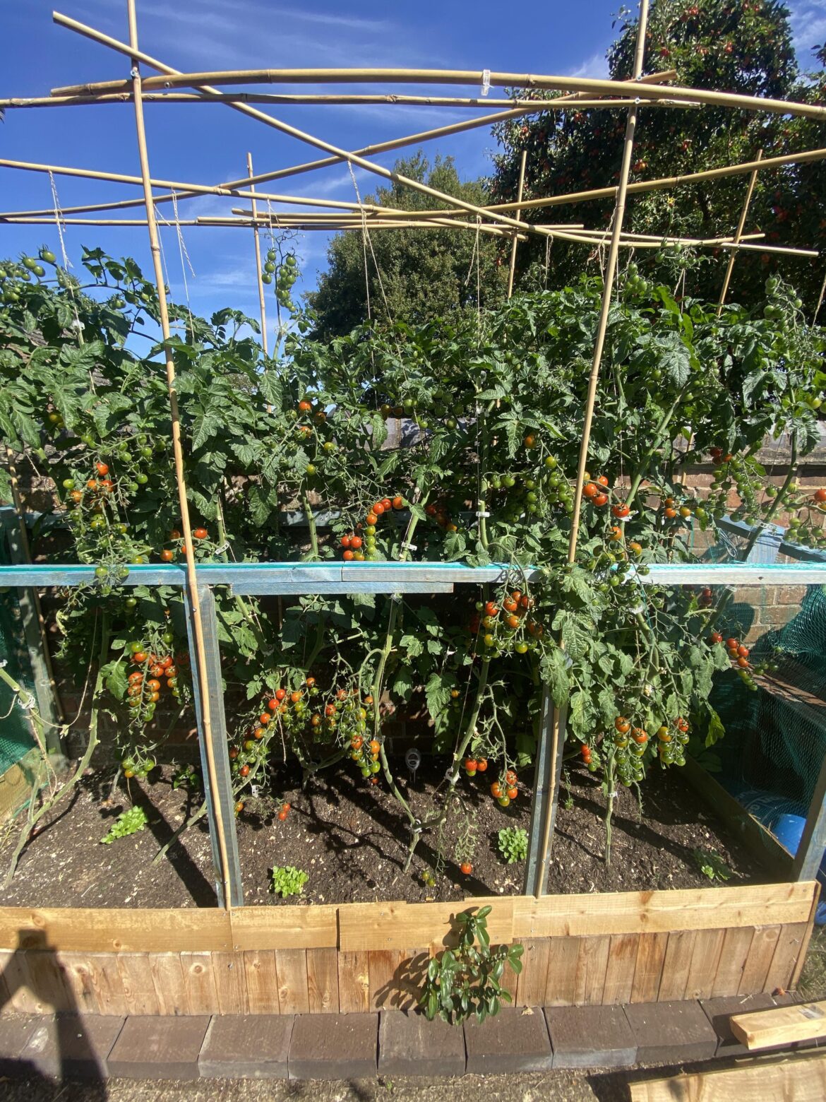 Need the summer back