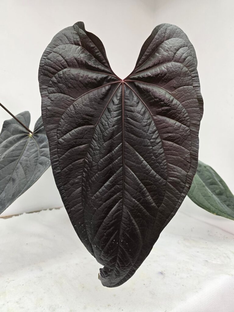 I can't get over this leaf