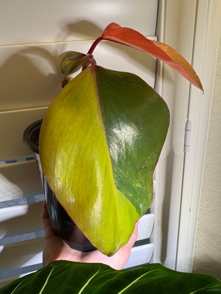What’s this variegation? Swapped as “red.”
