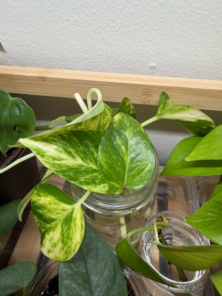 Snow queen or golden?