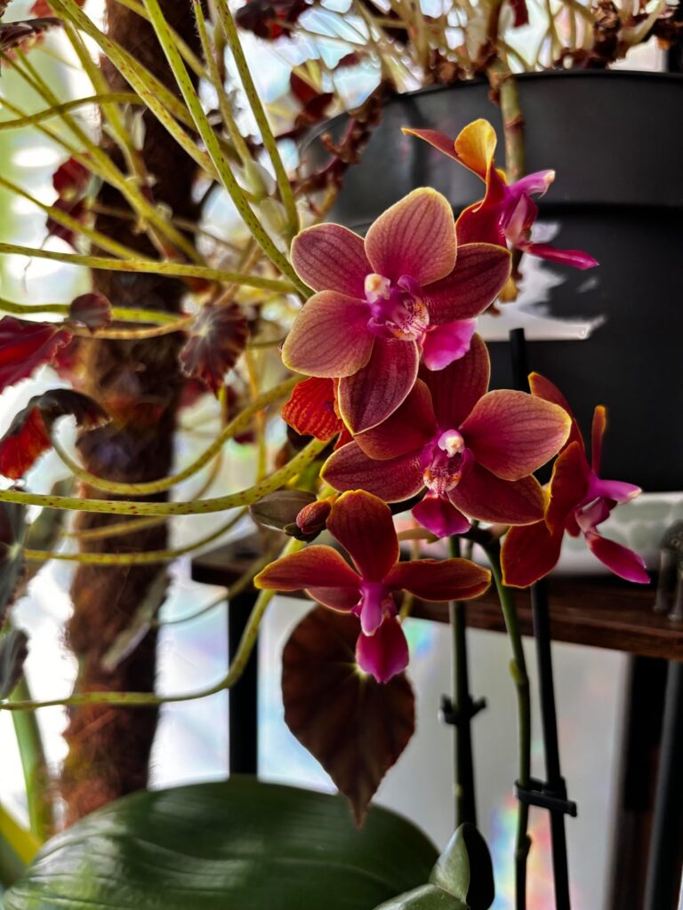 first orchid i’ve managed to keep alive
