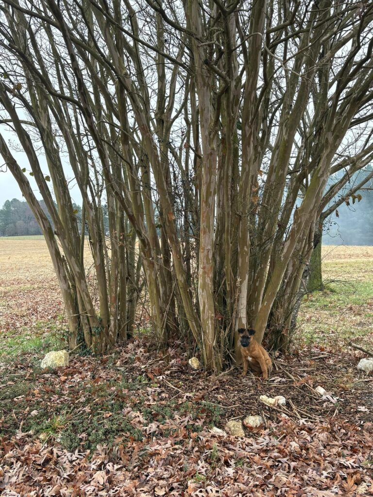 How to prune crepe Myrtle