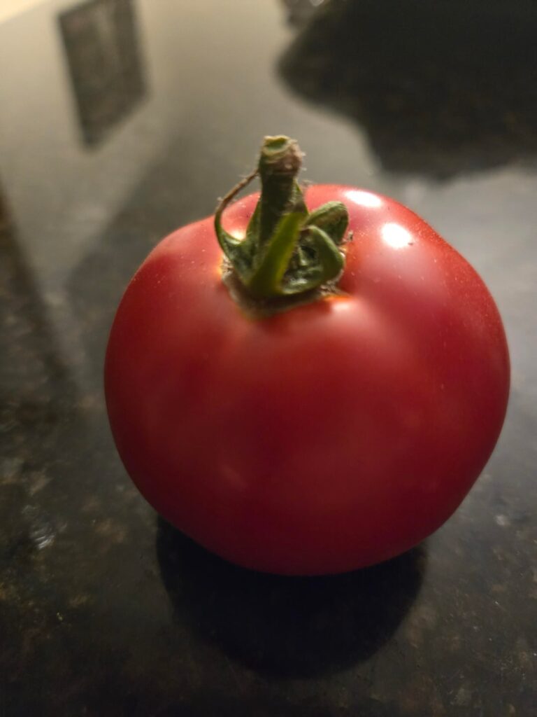 Behold, my first ever greenhouse tomato!!